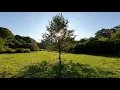 Crickets Sound and Birdsong, the Rustle of Grass - 12 hours of Nature Relax