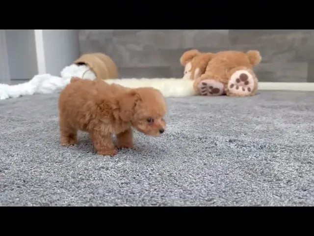 動画