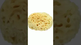 هل تعلم أن الاسفنج البحري هو 