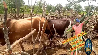 LIMBU LUCHAGULA 2025 