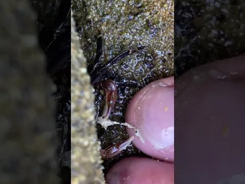 IT’S LIKE A REWARD | Crab Pedicure