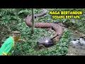 Lagu Ngeri !! Kakek Pencari Rumput Melihat Langsung Ular Naga Bertanduk Sedang Bertapa Disumber Dandang
