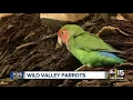 Wild parrots can be spotted in Phoenix neighborhoods