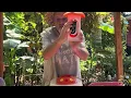 Download Lagu HiBirds/ Pengumpan Kolibri GOPIC - Demonstrasi Produk