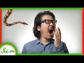 Maybe Yawning Protects You From Snakes