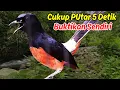 Download Lagu masteran murai batu dorong ekor