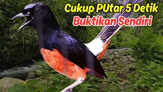 masteran murai batu dorong ekor