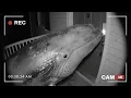 Download Lagu Which Fish Rang the Doorbell? | Animal Ding Dong Ditch