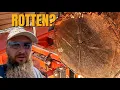 I Found This Rotten Oak Log And Sawed It Anyway