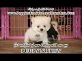 POMERANIAN PUPPIES FOR SALE GEORGIA LOCAL BREEDERS GWINNETT COUNTY GA