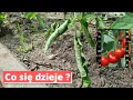Download Lagu Zwinięte, skręcone liście pomidorów co oznaczają