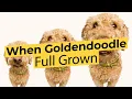 When is a Goldendoodle Full Grown We did the math 2022