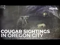 Cougar spotted on surveillance in Oregon City