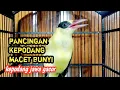 Download Lagu suara burung podang kuning || kepodang emas gacor