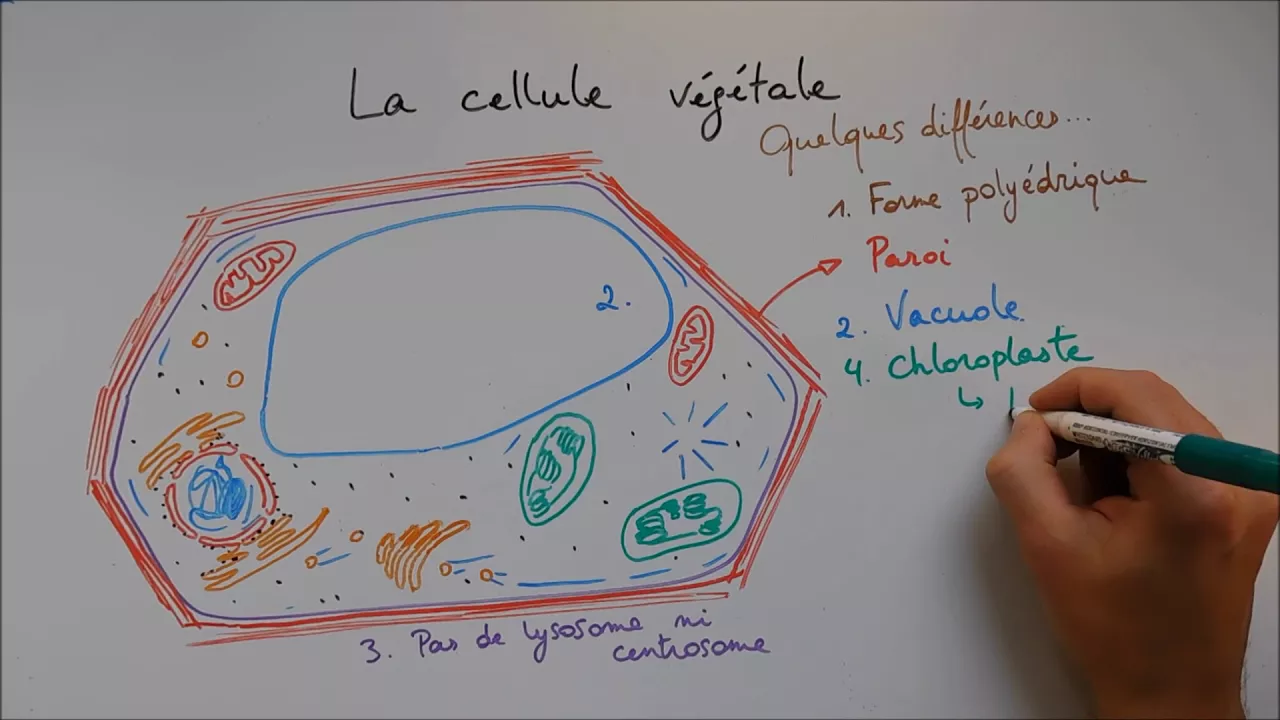 Structure cellulaire 3 - La cellule végétale