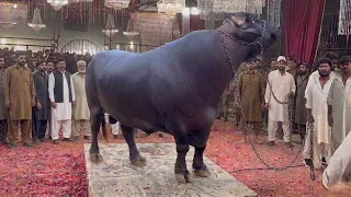World Heavyweight Buffalo Bulls Competition Faisalabad 2026 Bakra Mandi Cow Mandi Farming Business