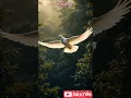 Download Lagu beautiful dove #shorts #birds #dove #shortvideo #shortsfeed #animals #sigemoy #ai #trending