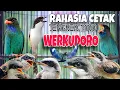 Download Lagu MASTERAN CENDET JUARA FULL TENGKEK BUTO WERKUDORO 🔴 Rahasia Cetak Tengkek Buto Panjang Berirama