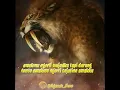 Download Lagu Story wa (macan/maung)