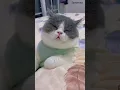 Download Lagu Sleepy Cat Moments 😹 #cat #cat #kucinganggoralucudanimut #shortvideo #catlovers #catsleeping