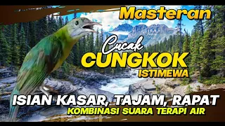 masteran cucak cungkok istimewa isian kasar tajam rapat kombinasi terapi air