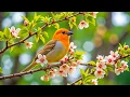Download Lagu Mother Bird and Baby Birds 🐦: A Peaceful Day by the Lake with Blooming Flowers 🌿