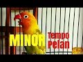 Download Lagu MASTERAN LOVEBIRD MINOR TEMPO LAMBAT