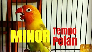 masteran lovebird minor tempo lambat
