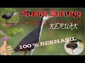 Download Lagu Suara Burung Ruak Part 1