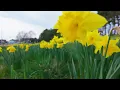 Step Into Spring 🌼 Peaceful Upbeat 🎶 Daffodil Walk 🌼 Beacon Hill Park, Victoria BC