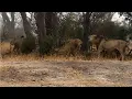 Two male lions confront 6 male lions