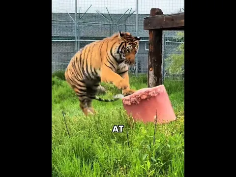 This Zookeeper Is Feeding A Tiger A Giant Blood Ice Cube 😱