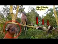 Download Lagu Pikat Burung Tekukur Di Ranting - Untuk Hiburan Saja