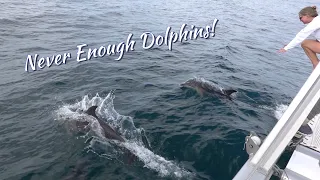 SDA10 Never Enough Dolphins
