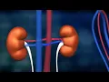 Science of Us The Human Kidneys Bayer