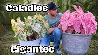 Haz visto un Caladio asì de Gigante ? || Vamos a trasplantar.
