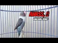 Download Lagu Lovebird Gacor NGEKEK PANJANG JAGONYA Memancing BUNYI, Dengar Sebentar Langsung NYAUT