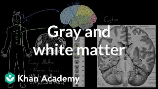 Download Gray and white matter | Organ Systems | MCAT | Khan Academy MP3