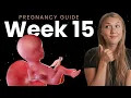 15 Weeks Pregnant Week By Week Pregnancy
