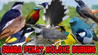 sudah teruji suara pikat ribut mp3 koloni burung hutan 
