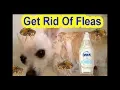 Download Lagu How to Get Rid Of Fleas Dog Cat Fast Easy Simple Using Dawn Ultra