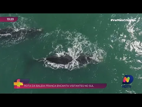 Rota da baleia franca reúne visitantes no Sul do Estado