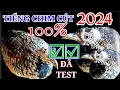Download Lagu Tiếng chim cút chuẩn 100% năm 2024 ☑☑☑ || Suab w quaj dib tuaj zoo 100% ☑☑
