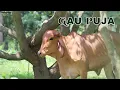 Lagu Gau Puja | 21 Dec 2025 | Live From VDS Bangalore Ashram