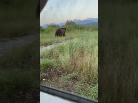 Wild Bear Checks a Camping Tent as POV Sits Inside