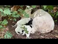 Download Lagu Anne Köpek Yeni Doğan Yavrularını Gösterdi