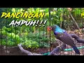 Download Lagu KOLIBRI KELAPA GACOR MEMANGGIL TEMAN, AMPUH BUAT PIKAT