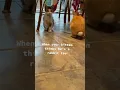Download Lagu Rabbit Vs Kitten || Funny Pet Videos