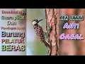 Download Lagu download suara pikat dan pancingan bunyi burung pelatuk beras ora umum anti gagal