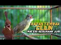 Lagu MASTERAN KAPAS TEMBAK CILILIN GACOR TERBAIK! MASTERAN BURUNG PALING JOSSS